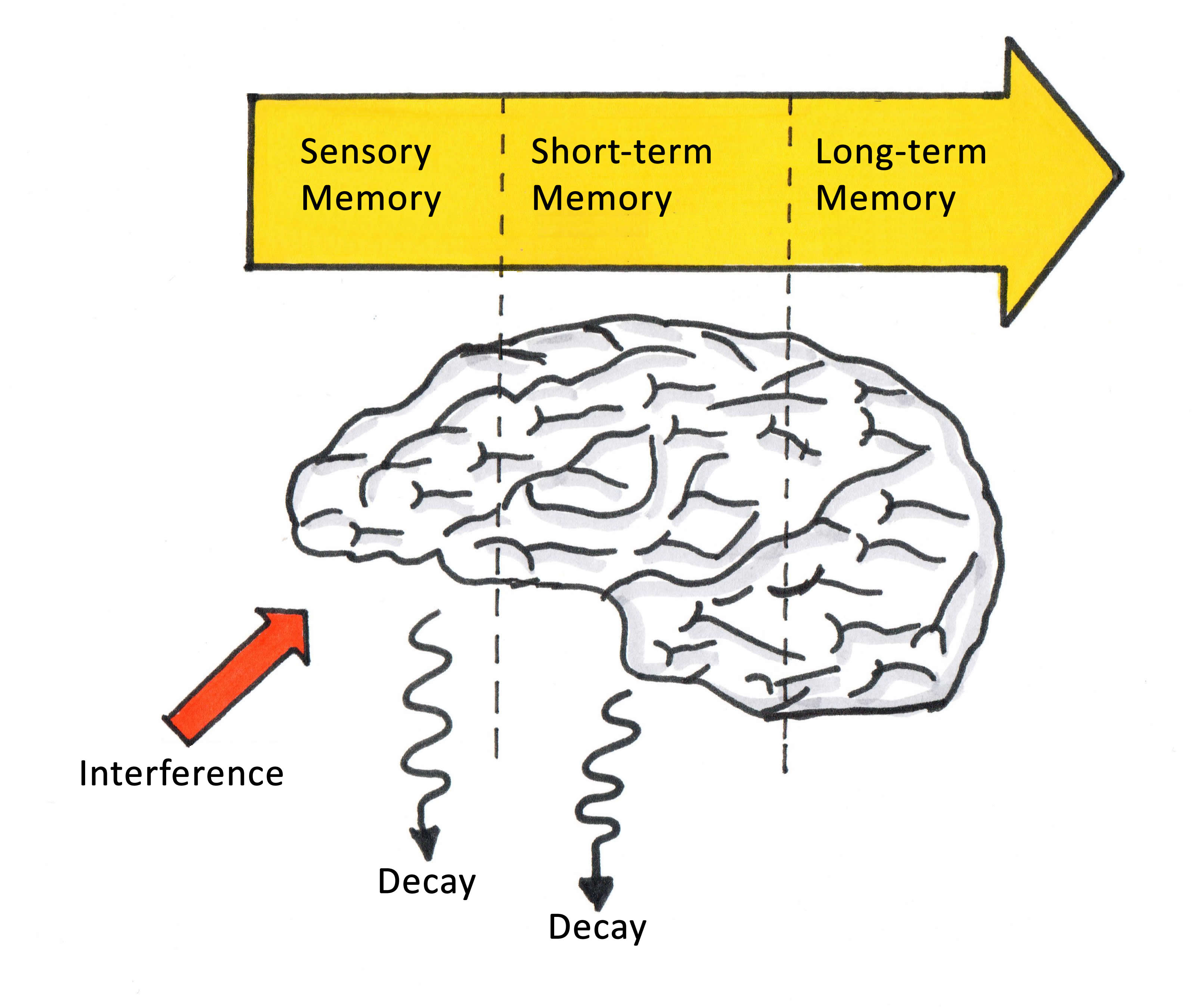 Brain zones. Sensory Memory. How Memories are formed Action 11. Anatomic Memory form icon. The Parts of the Brain responsible for short-term and long-term Memory.