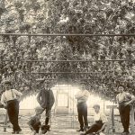 The Guernsey Grape Industry