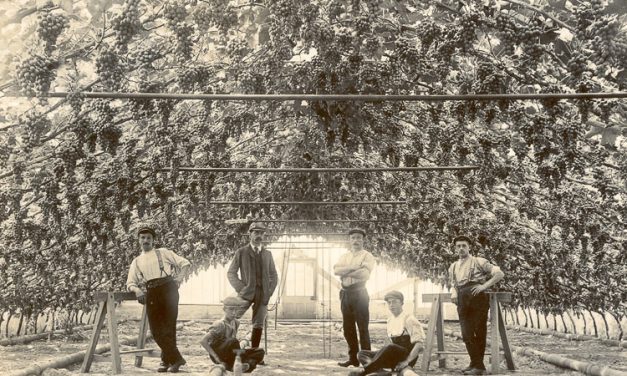 The Guernsey Grape Industry