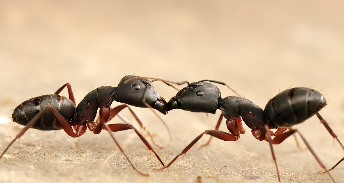 How do Ants Communicate ?
