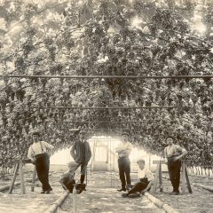 The Guernsey Grape Industry