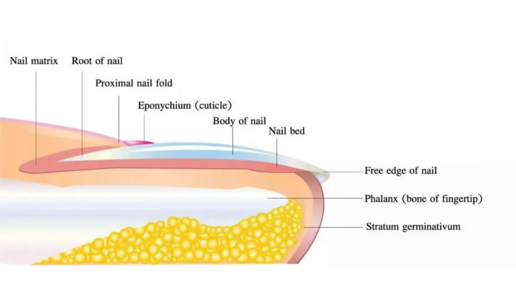 Why Do Our Fingernails Grow Faster Than Our Toenails?