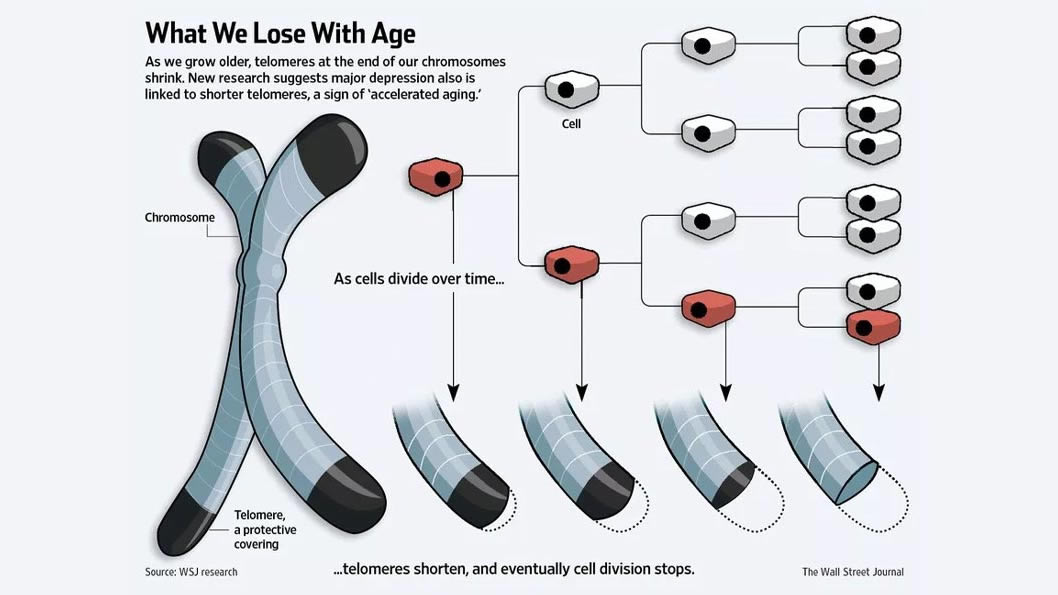 The Science of Aging – Why do we age at all ?