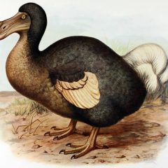 How did the Dodo become extinct?