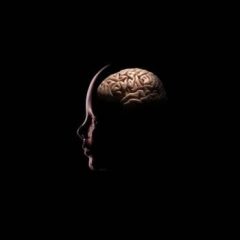 What is the Memory Capacity of the Human Brain ?